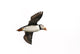 Atlantic Puffin Flight Wall Decal