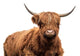 Scottish Cow Wall Decal