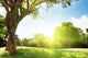 Field Grass and Trees Wall Decal