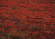 Field Of Red Poppies Wall Mural