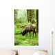 Rainforest Habitat Wall Mural