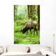 Rainforest Habitat Wall Mural