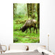 Rainforest Habitat Wall Mural