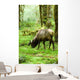 Rainforest Habitat Wall Mural