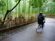 Bamboo Forest Wall Decal Design 1