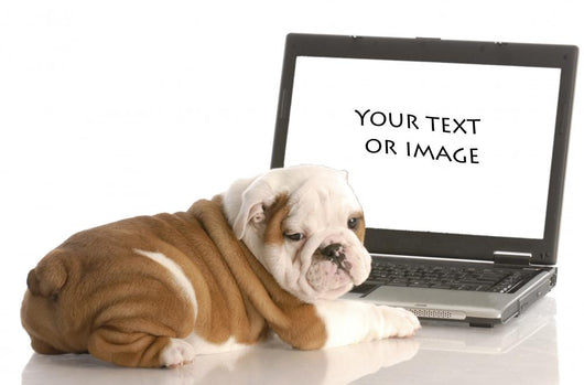 English Bulldog Puppy Working on Computer Wall Decal