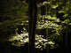 Dappled Sunlight On Green Leaves In Tollymore Forest Park Wall Mural