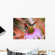 Two Colorful Butterflies On Cone Flower Blossom In Spring Wall Mural