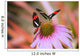 Two Colorful Butterflies On Cone Flower Blossom In Spring Wall Mural