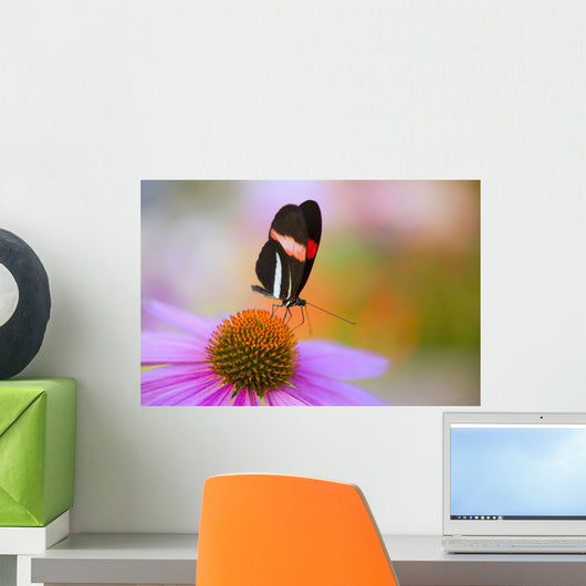 Colorful Butterfly On Cone Flower Blossom In Spring Wall Mural