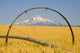 Irrigation Pipe In Wheat Field With Mount Hood In Background Wall Mural