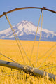 Irrigation Pipe In Wheat Field With Mount Hood In Background Wall Mural