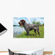 German Wirehaired Pointer Wall Mural