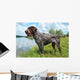 German Wirehaired Pointer Wall Mural