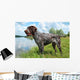 German Wirehaired Pointer Wall Mural
