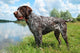German Wirehaired Pointer Wall Mural