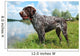 German Wirehaired Pointer Wall Mural
