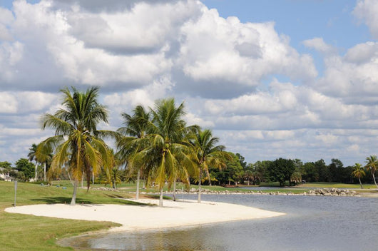 Palm Trees and Lake in Naples Wall Mural