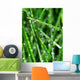 Herbe Wall Mural