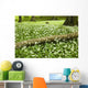 White Wildflowers Growing Amongst The Trees Wall Mural
