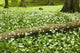 White Wildflowers Growing Amongst The Trees Wall Mural