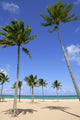 Beach in tropical Florida day with palm trees Wall Mural