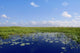 Blue sky in Florida Everglades wetlands green plants horizon Wall Mural