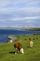 Cows Grazing On The Burren Coast Near Ballyvaghan Wall Mural