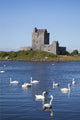 Swans On Water In Front Of Dunguaire Castle Wall Mural
