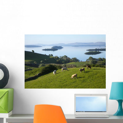 Sheep Grazing Lough Corrib Wall Mural shown on a wall