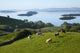 Sheep Grazing By Lough Corrib Wall Mural