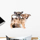 Two puppies chihuahua in studio Wall Decal