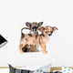 Two puppies chihuahua in studio Wall Decal