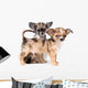 Two puppies chihuahua in studio Wall Decal