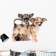 Two puppies chihuahua in studio Wall Decal