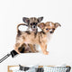 Two puppies chihuahua in studio Wall Decal