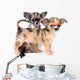 Two puppies chihuahua in studio Wall Decal