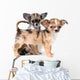 Two puppies chihuahua in studio Wall Decal