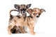 Two puppies chihuahua in studio Wall Decal