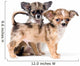 Two puppies chihuahua in studio Wall Decal
