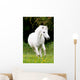 Pferdeportrait Wall Mural