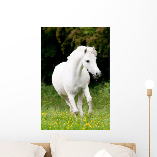 Pferdeportrait Wall Mural