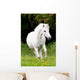 Pferdeportrait Wall Mural
