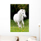 Pferdeportrait Wall Mural