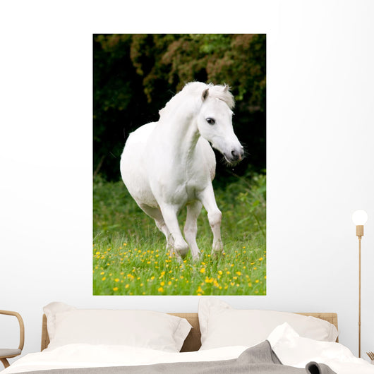 Pferdeportrait Wall Mural