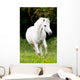 Pferdeportrait Wall Mural