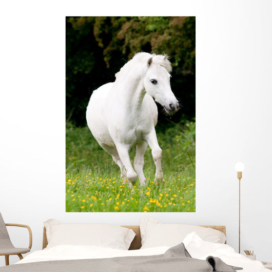 Pferdeportrait Wall Mural