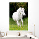 Pferdeportrait Wall Mural