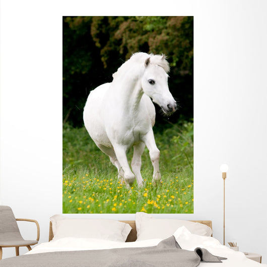 Pferdeportrait Wall Mural
