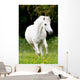 Pferdeportrait Wall Mural